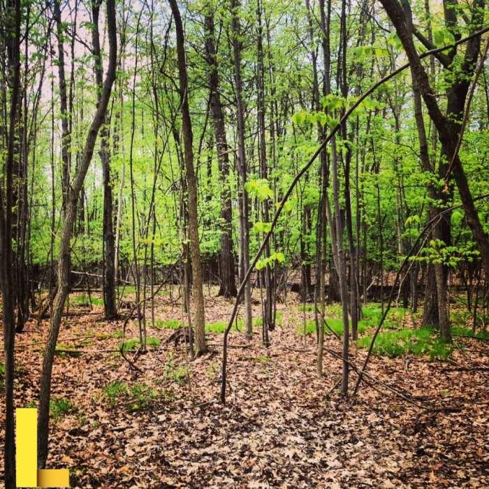 Bald Mountain Recreation Area (North) Mountain Biking Trails | Trailforks