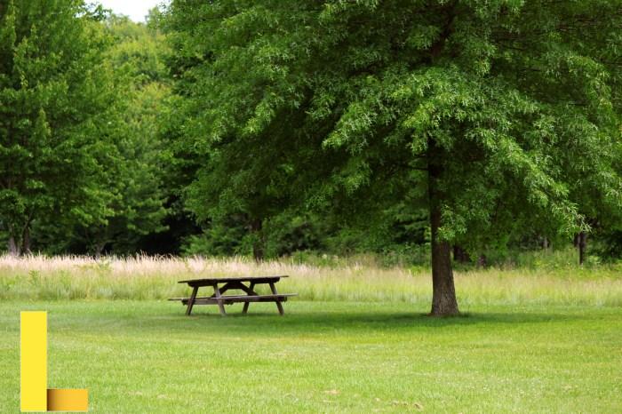 Picnic Table Under Tree Free Stock Photo - Public Domain Pictures