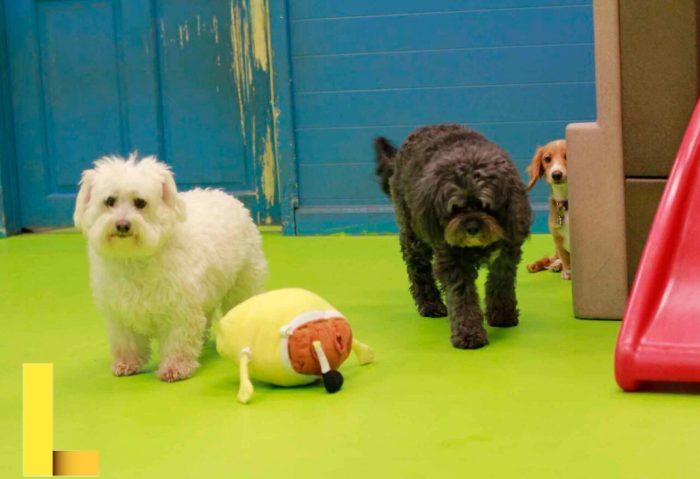 Barks and recreation seminole