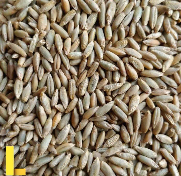 Organic Whole Raw Rye Grain Seeds for Sprouting and Juicing Ryegrass ...