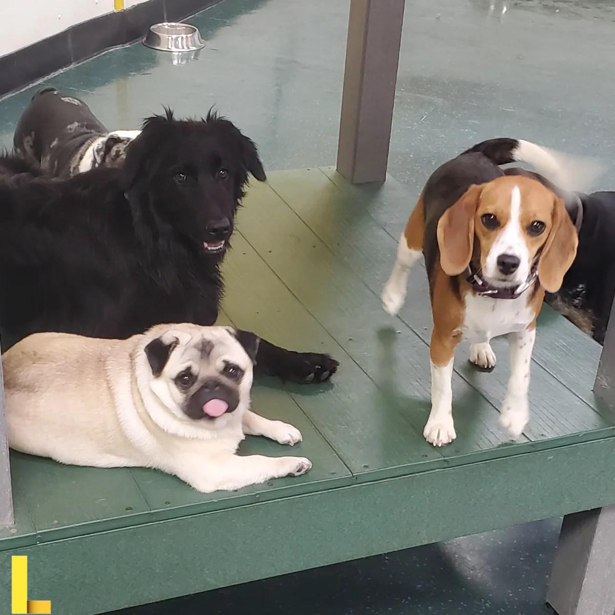 Pamperedpethotels.com – The Pampered Pet Hotel and Spa