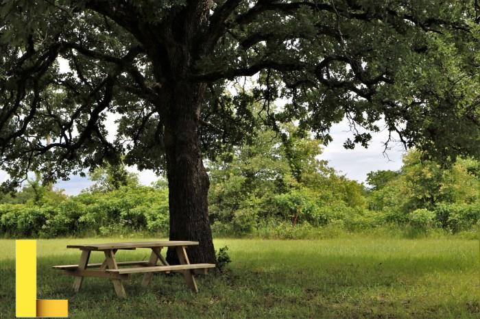 Picnic Table Under Oak Tree Free Stock Photo - Public Domain Pictures
