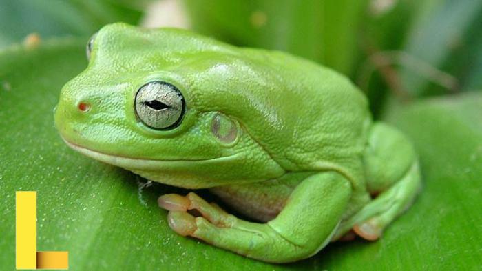 Every Day Is Special: March 20 – World Frog Day