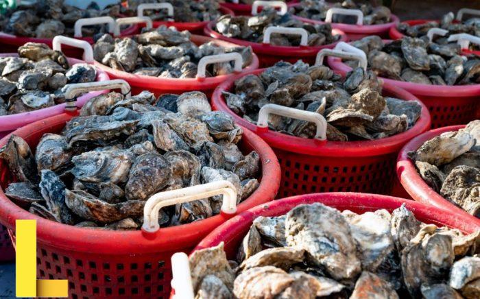 Virginia's oyster population boom driven by complex interplay of ...