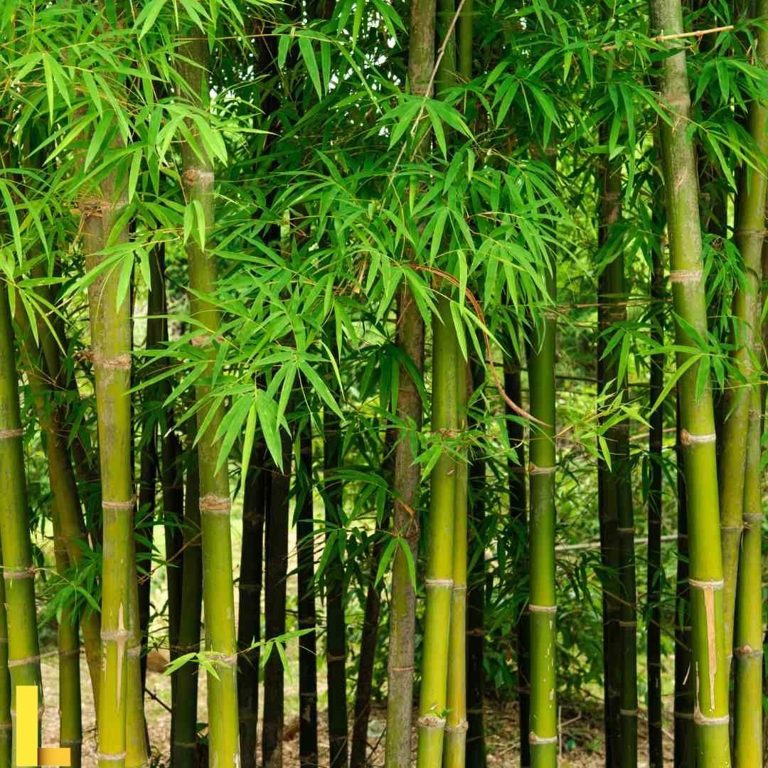 Buy The Best Quality Bamboo plant Seeds Online - OrganicBazar