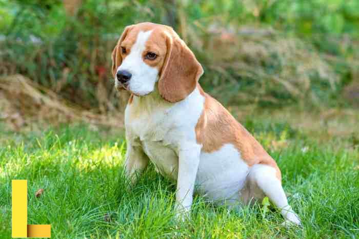 37 Awesome Brown and White Dog Breeds (With Pictures)