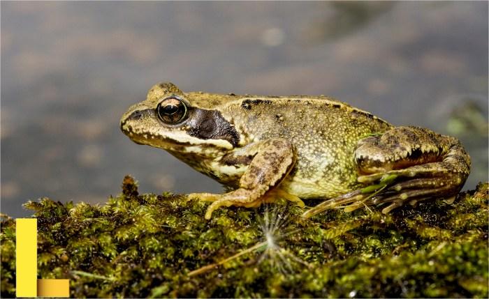 Common Frog (Rana temporaria) - Freshwater Habitats TrustFreshwater ...