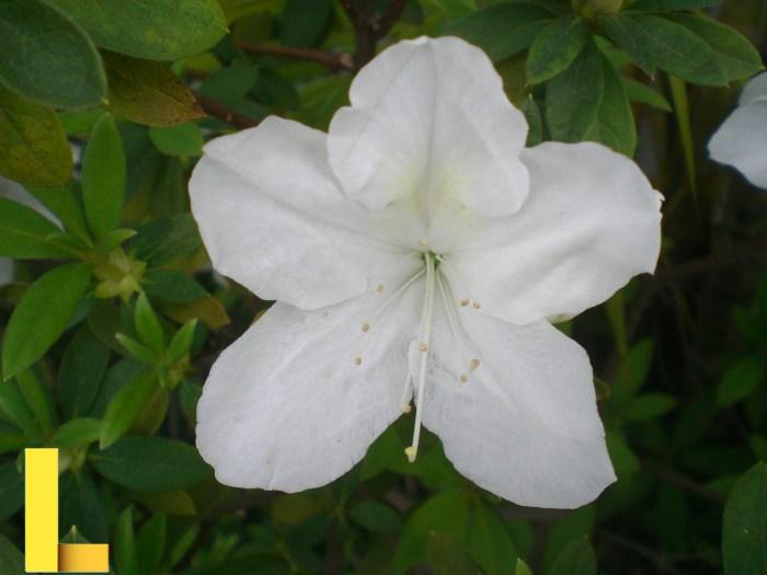 File:HK Plants Shatin Shing Mun River White Flowers 2.JPG - Wikimedia ...