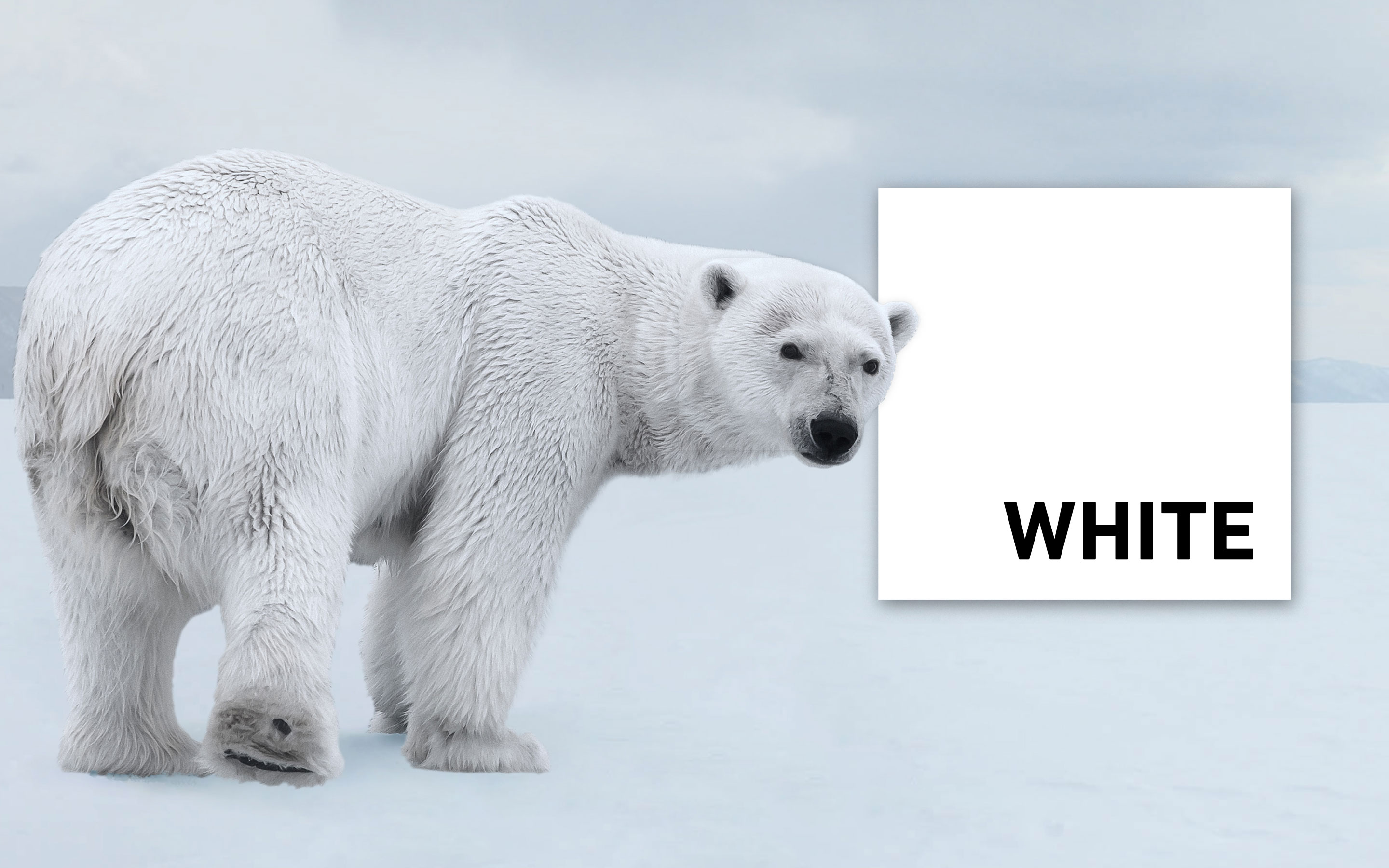 Circulo Blancoo PNG para descargar gratis