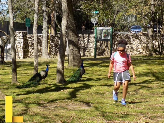 Best Spots in Austin to Picnic While Maintaining Social Distancing