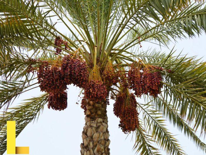 Date palm - Waterwise Garden Planner