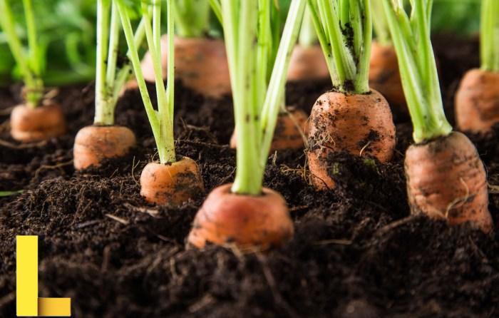 Growing vegetables at home six of the best