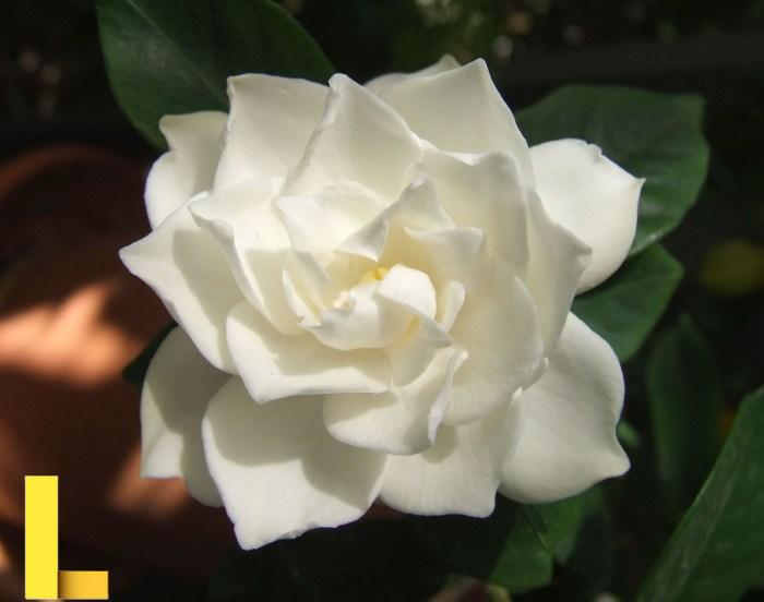 File:White Gardenia flower.jpg - Wikipedia, the free encyclopedia