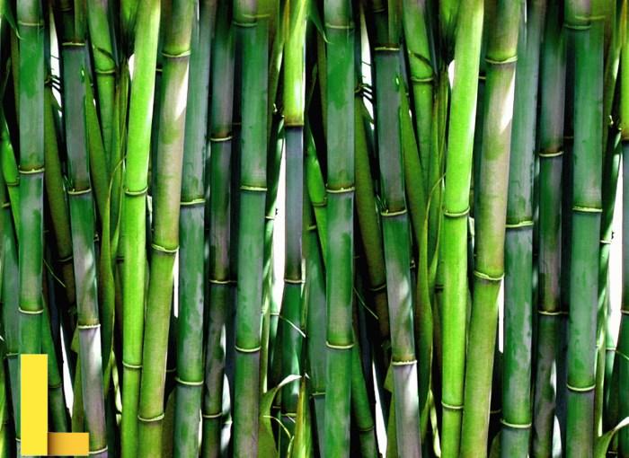 Bamboo Free Stock Photo - Public Domain Pictures
