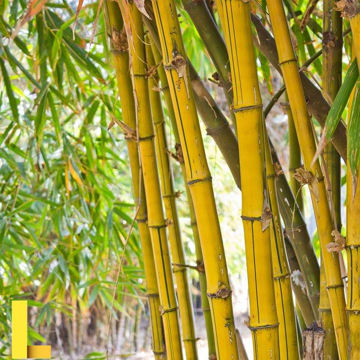 Free photo: Bamboo - Asia, Asian, Bamboos - Free Download - Jooinn