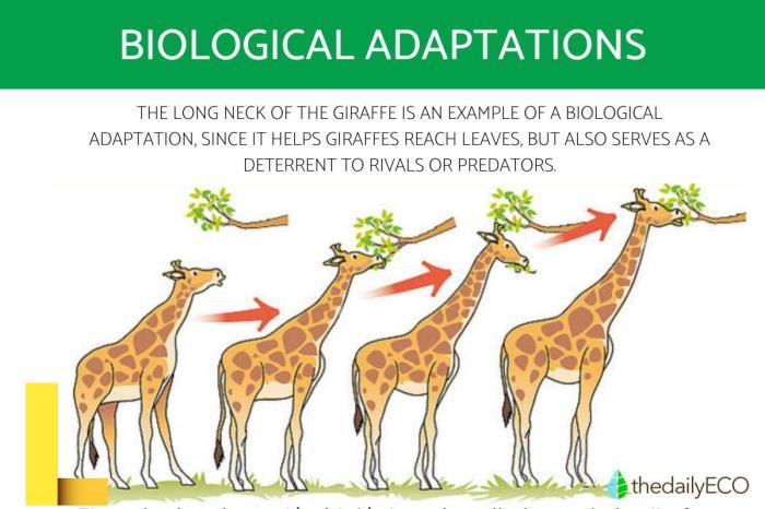 Adaptive recreation programs