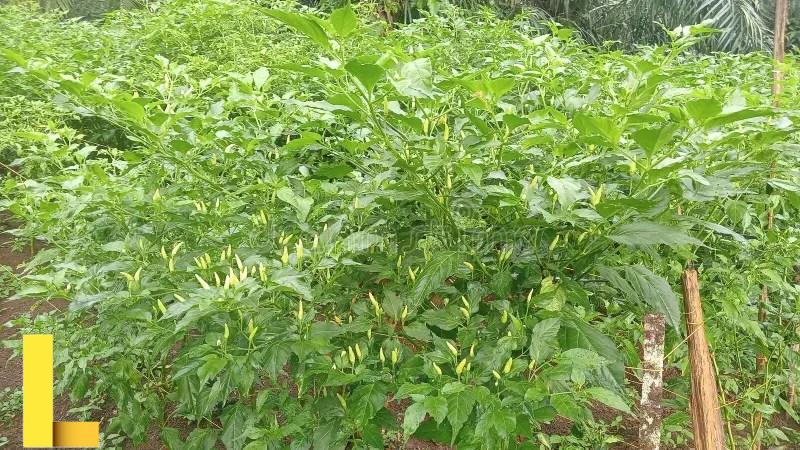 Short Stuff: The Call is Coming... FROM INSIDE THE HOUSE - Stuff You ...