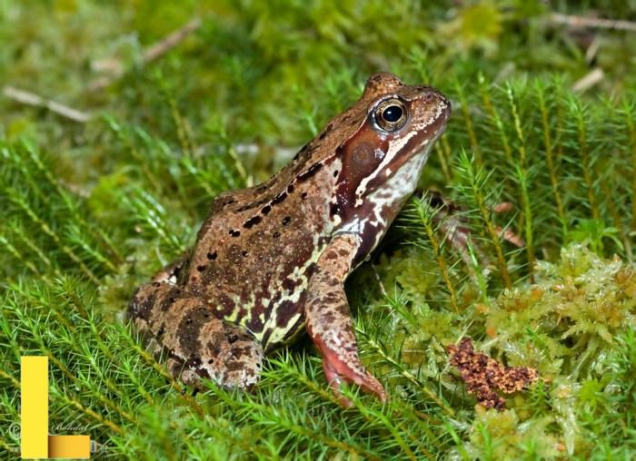 How to Take Care of a Frog: A Step-by-Step Guide