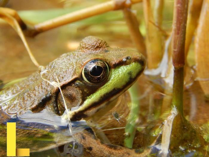 Frog wallpaper | 1600x900 | #74709