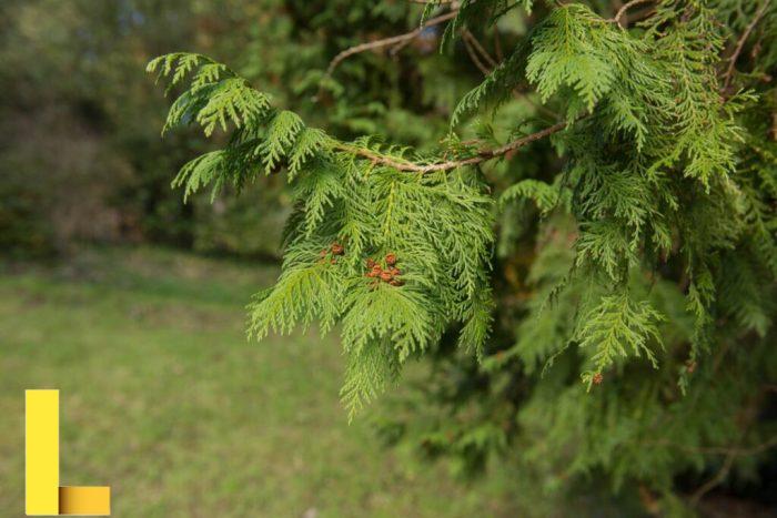 Cypress trees: caring and planting - Plantura