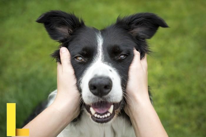 Dogs | Animal Planet