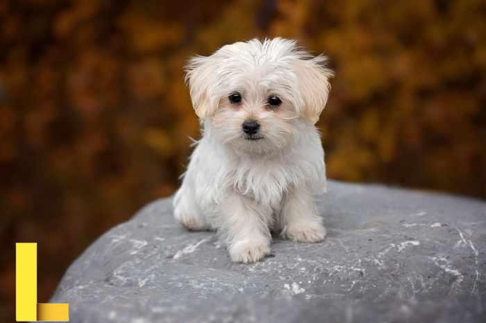 Royalty-free burmese photos free download | Pxfuel