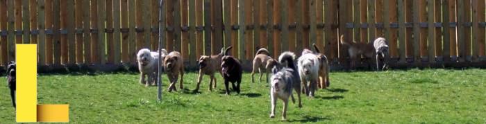 Pampered pet recreation center