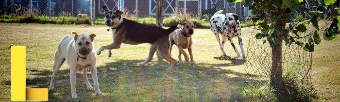 Pampered Pet Center Inc. :: Enrollments