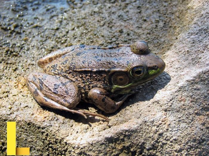 Frog furnishings picnic table