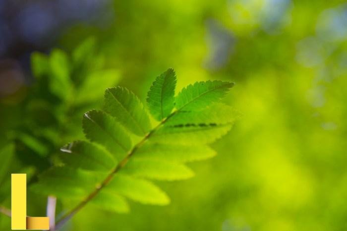 Green Leaves Free Stock Photo - Public Domain Pictures