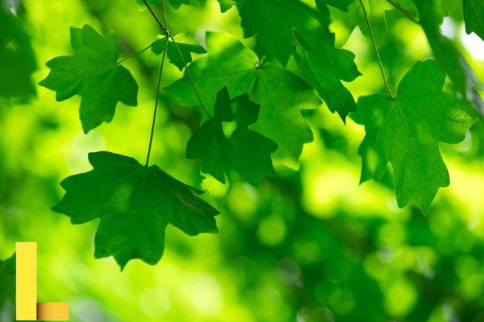 Why We Love The Color Green: It's The Color Of New Life