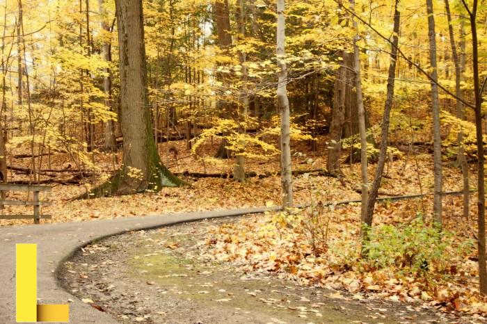 Free Images : forest, leaf, flower, decoration, green, jungle, botany ...