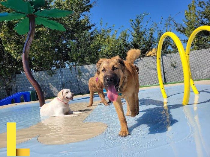 Home | Pampered Pet Resorts