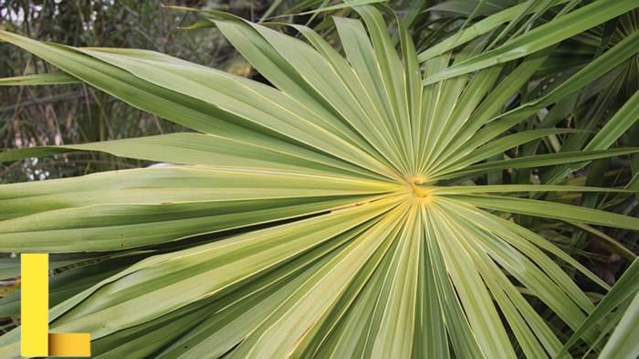 palm - ManagedMoms.com