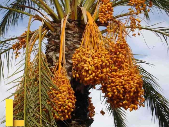 16 Different Palm Tree Varieties For Every Landscape