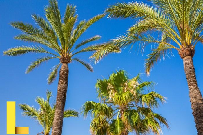 Palm Trees And Blue Sky Free Stock Photo - Public Domain Pictures
