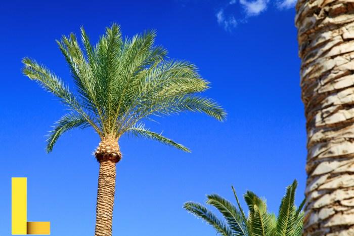 Palm springs parks and recreation