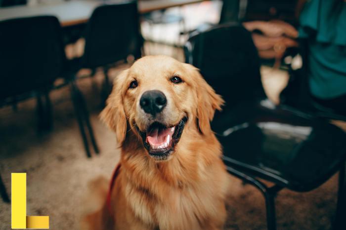 Dog recreation center