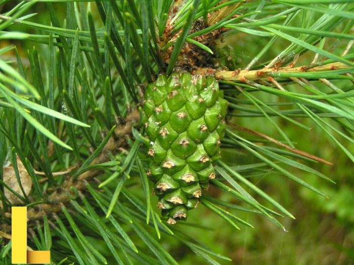 Pine Branch With Green Cone Free Stock Photo - Public Domain Pictures