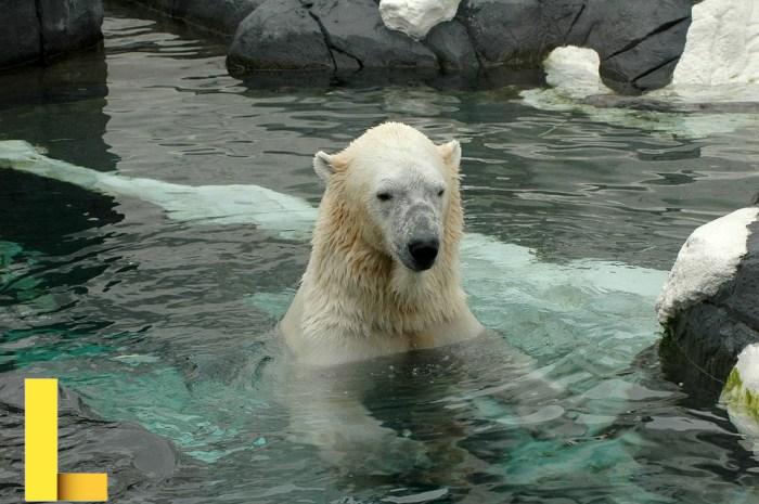 Men's San Diego Padres Margaritaville Coral Bus Waves Graphic Pullover ...