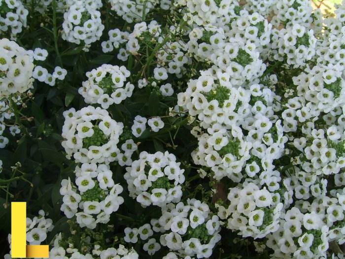 WNBA Nike Fleece Pullover Hoodie. Nike AU