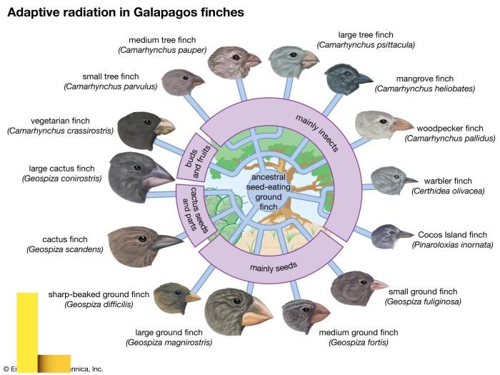 Adaptive recreation programs