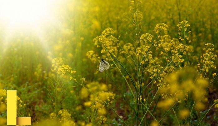 Summer Background Free Stock Photo - Public Domain Pictures