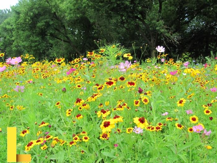 Summer Flowers Free Stock Photo - Public Domain Pictures