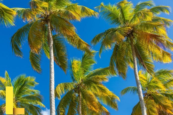 Tropical Palm Trees Free Stock Photo - Public Domain Pictures