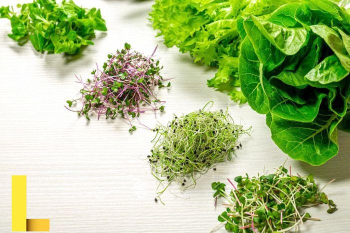 Free Images : leaf vegetable, ingredient, cuisine, cruciferous ...