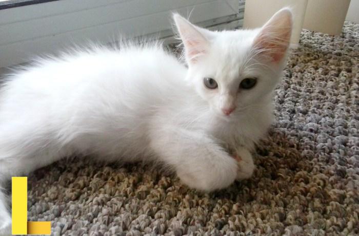 Free Images : cottage, furniture, room, pillow, bedroom, mattress ...