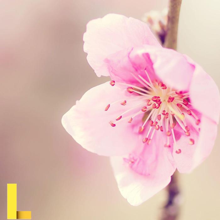 Pictures Of Pretty Backgrounds - Wallpaper Cave